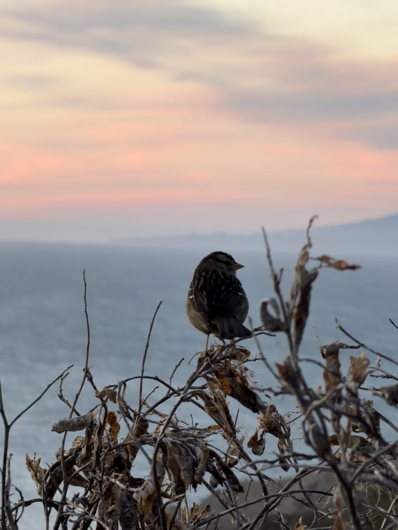 Golden-crowned sparrow at Lands End, San Francisco
