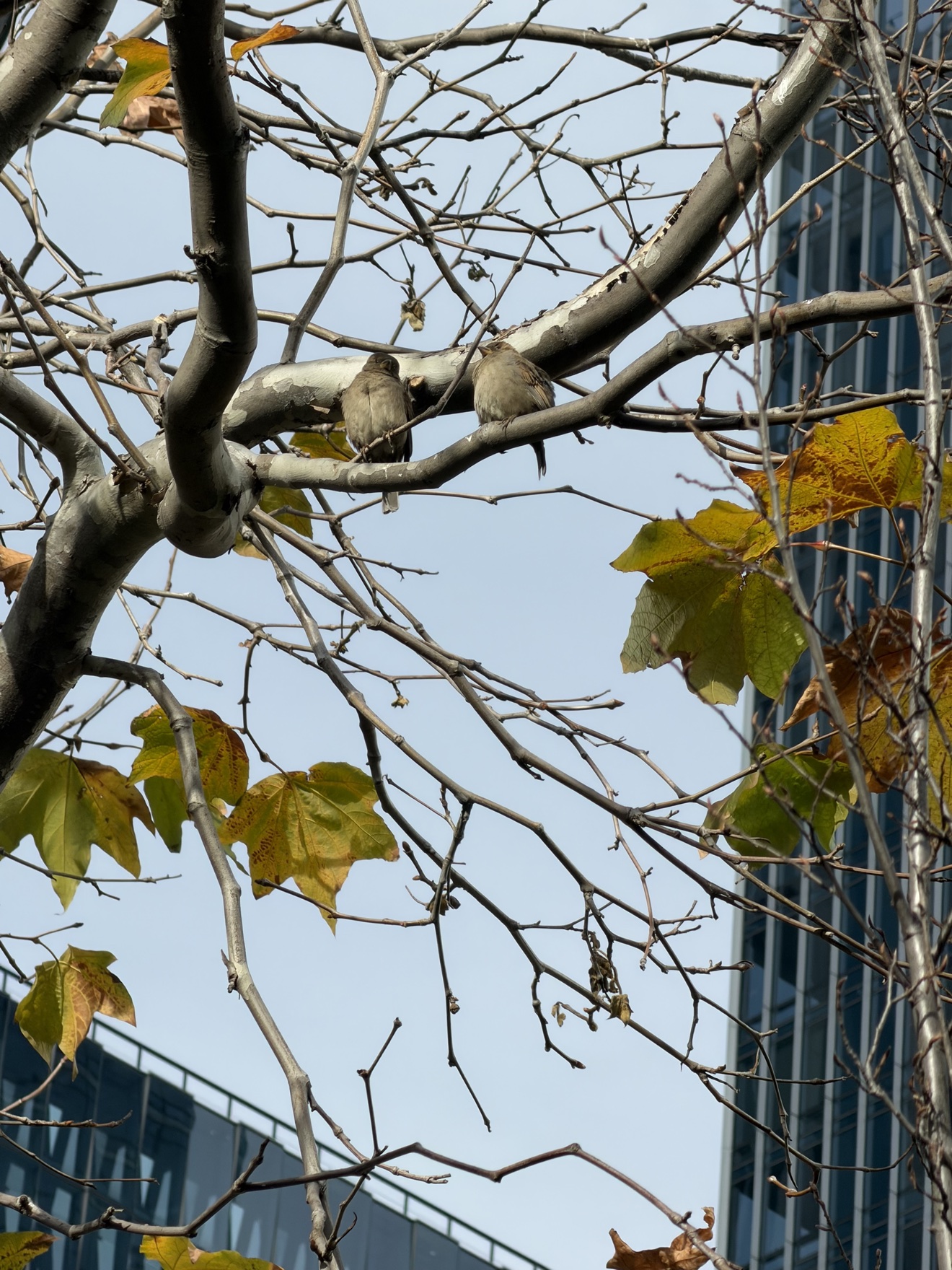 House sparrow at Salesforce Park, San Francisco