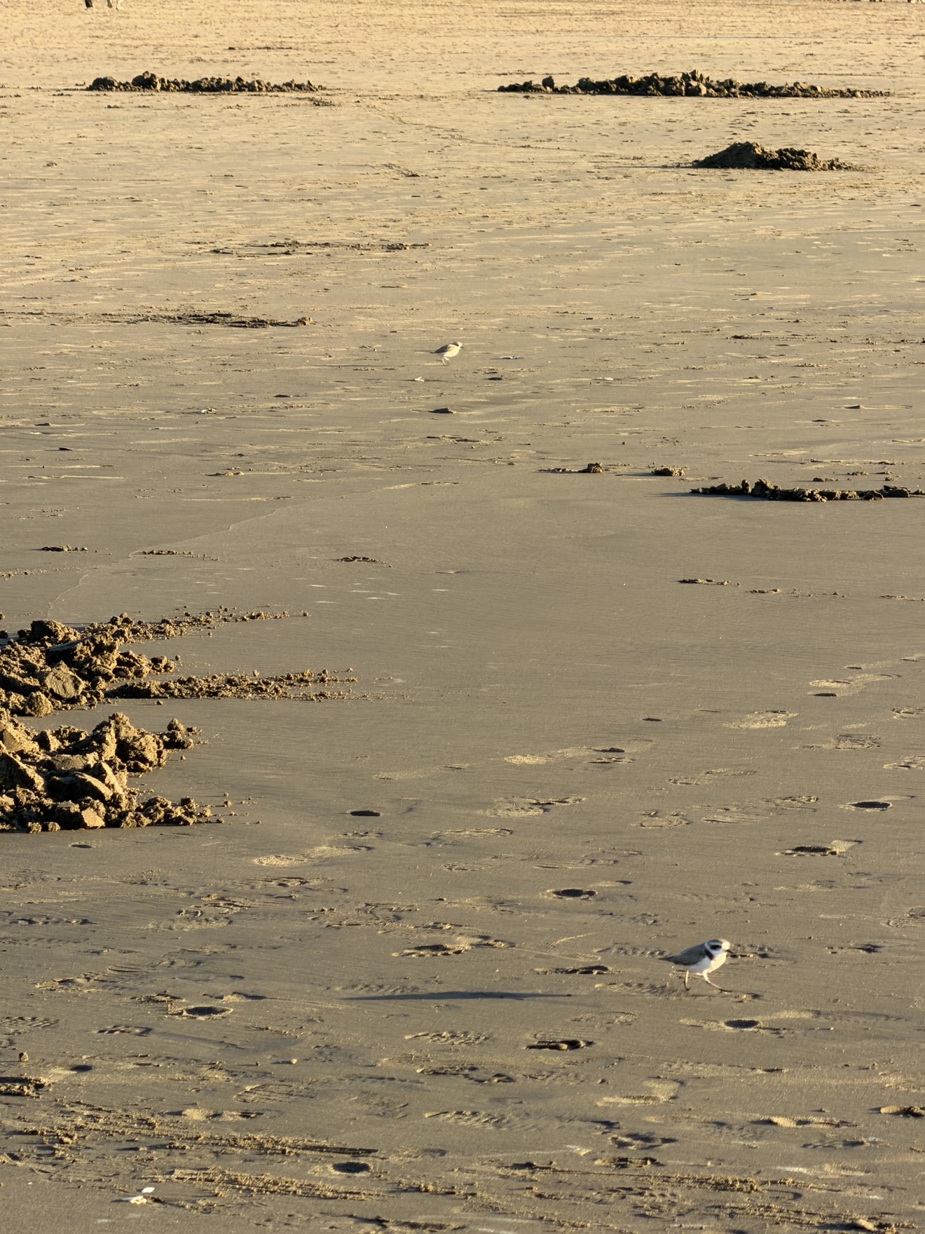 Western snowy plover at Ocean Beach, San Francisco