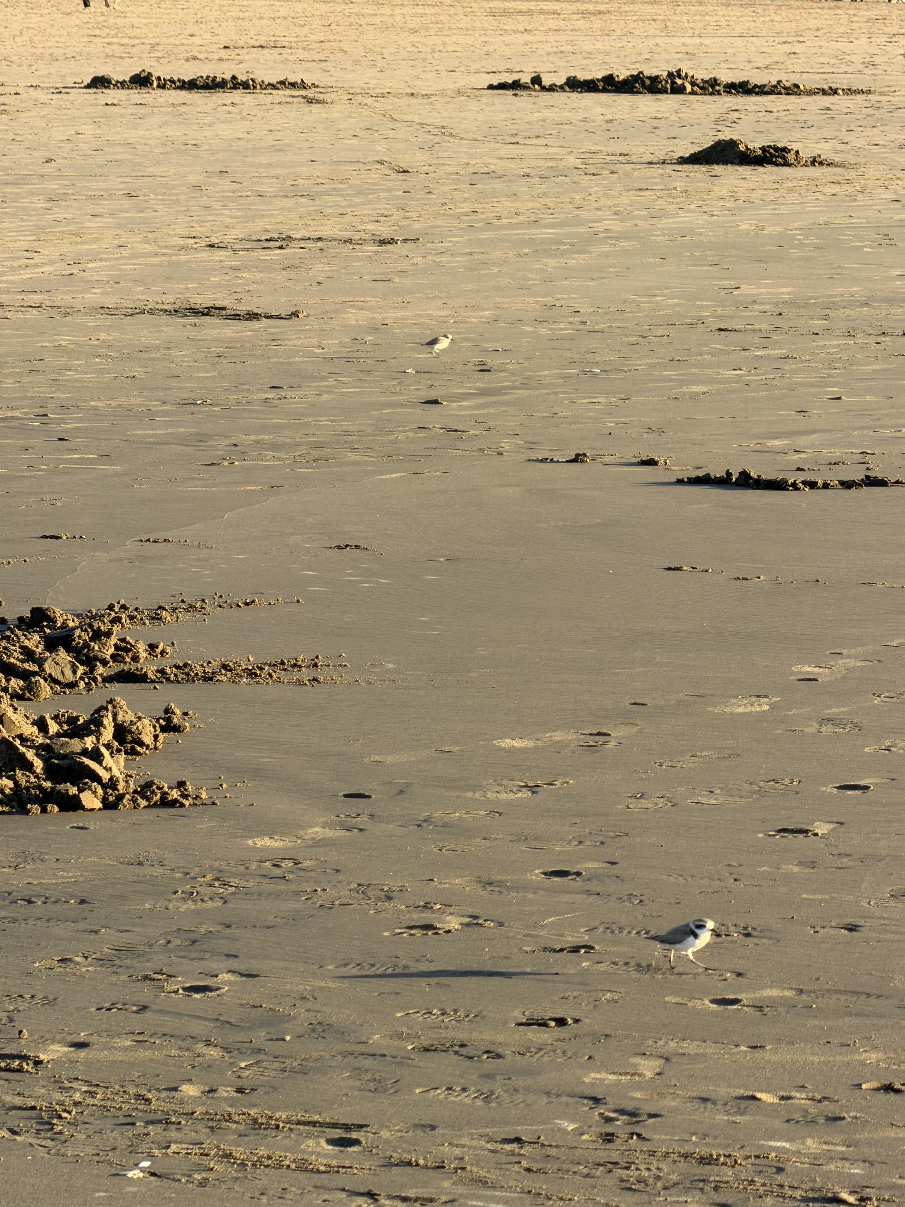 Western snowy plover